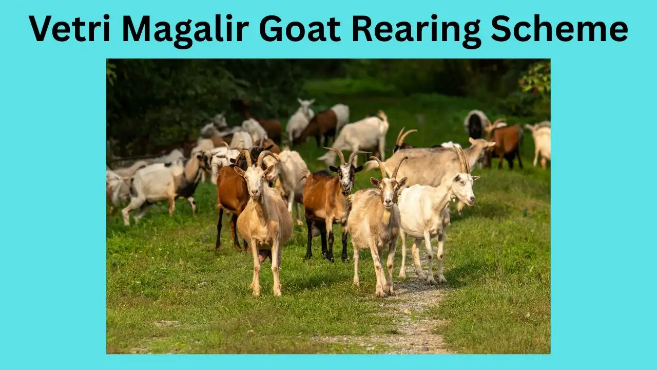 TN Goat Subsidy Scheme